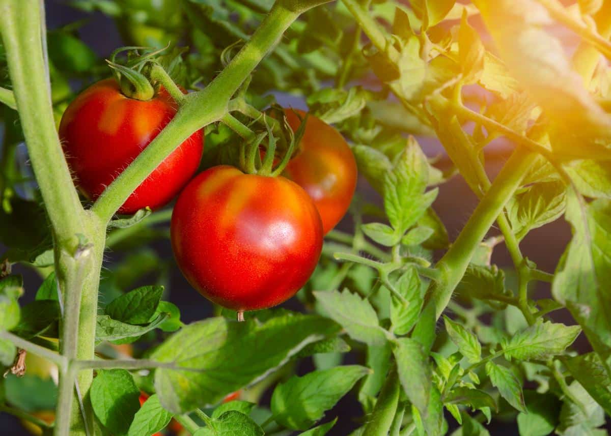 Celebrity early ripening tomato variety