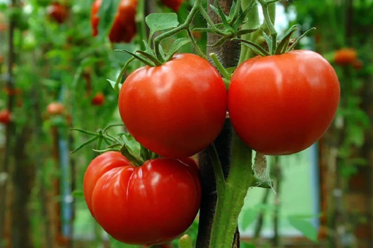 Heatmaster tomatoes