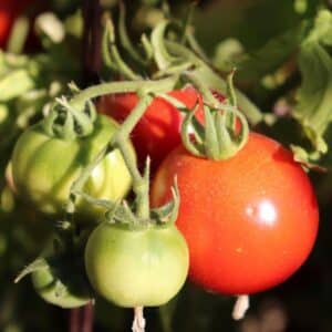 Ripe and unripe organic tomatoes.