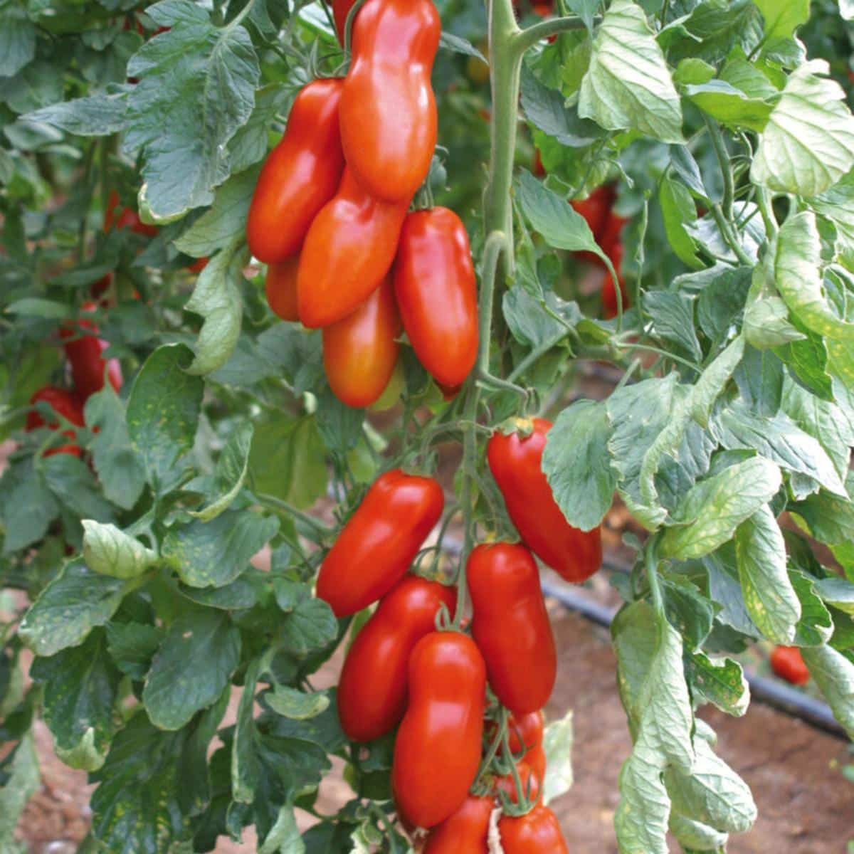 Pozzano tomatoes