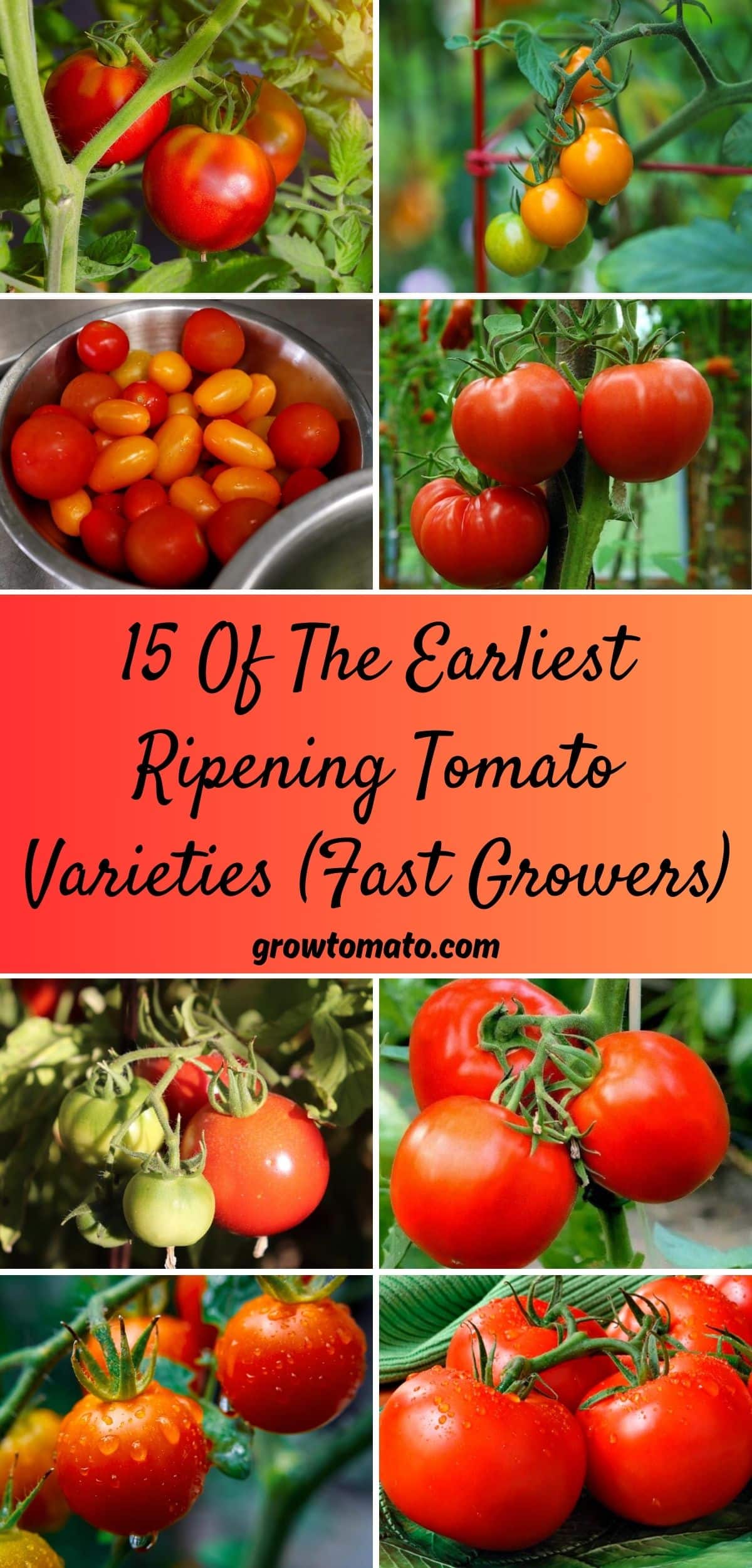 15 Of The Earliest Ripening Tomato Varieties (Fast Growers) collage.