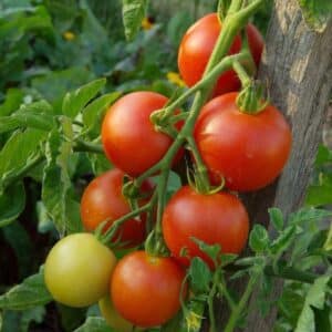 Organic ripening tomatoes.