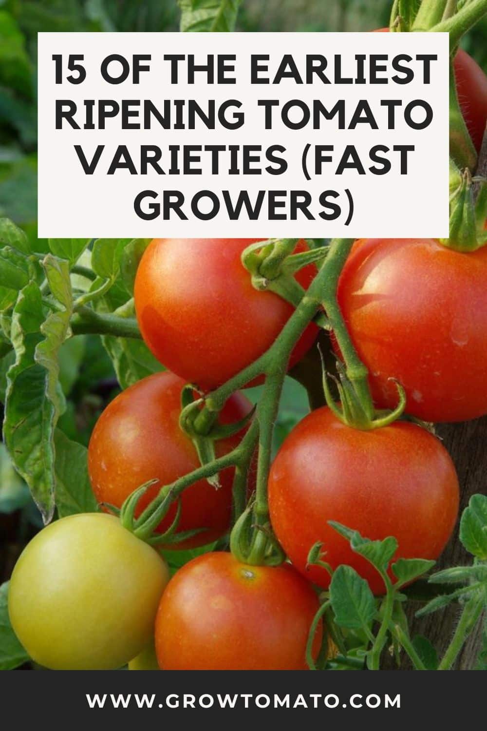 15 Of The Earliest Ripening Tomato Varieties (Fast Growers) pinterest image.