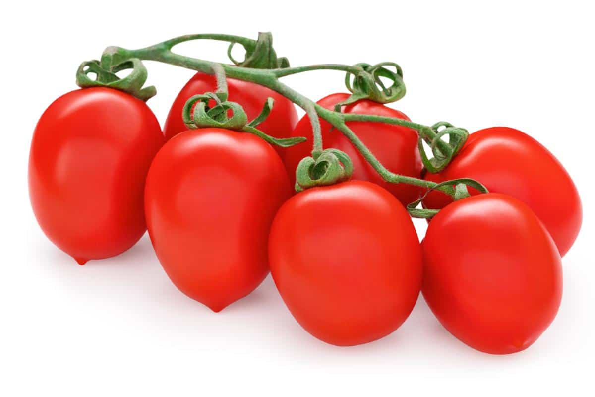 Roma VF tomatoes
