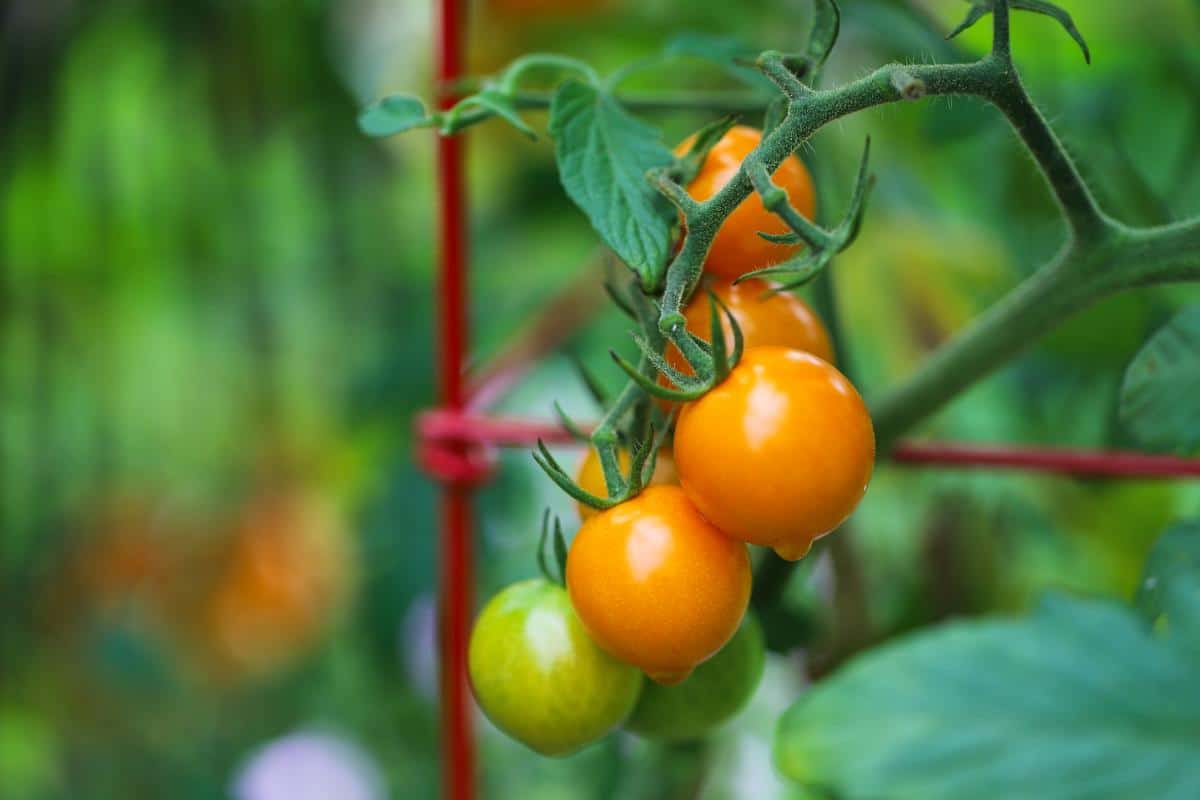 Orange Sungold tomatoes