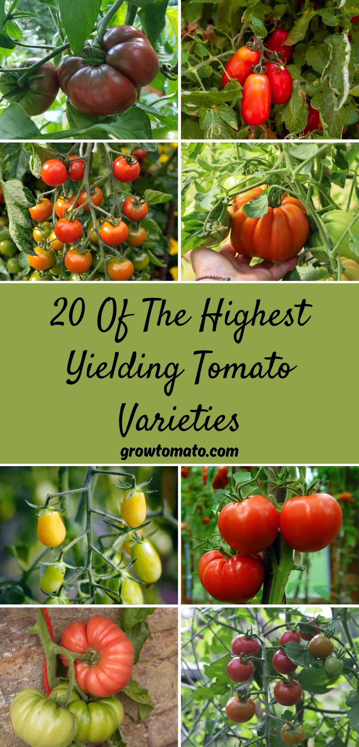 20 Of The Highest Yielding Tomato Varieties collage.