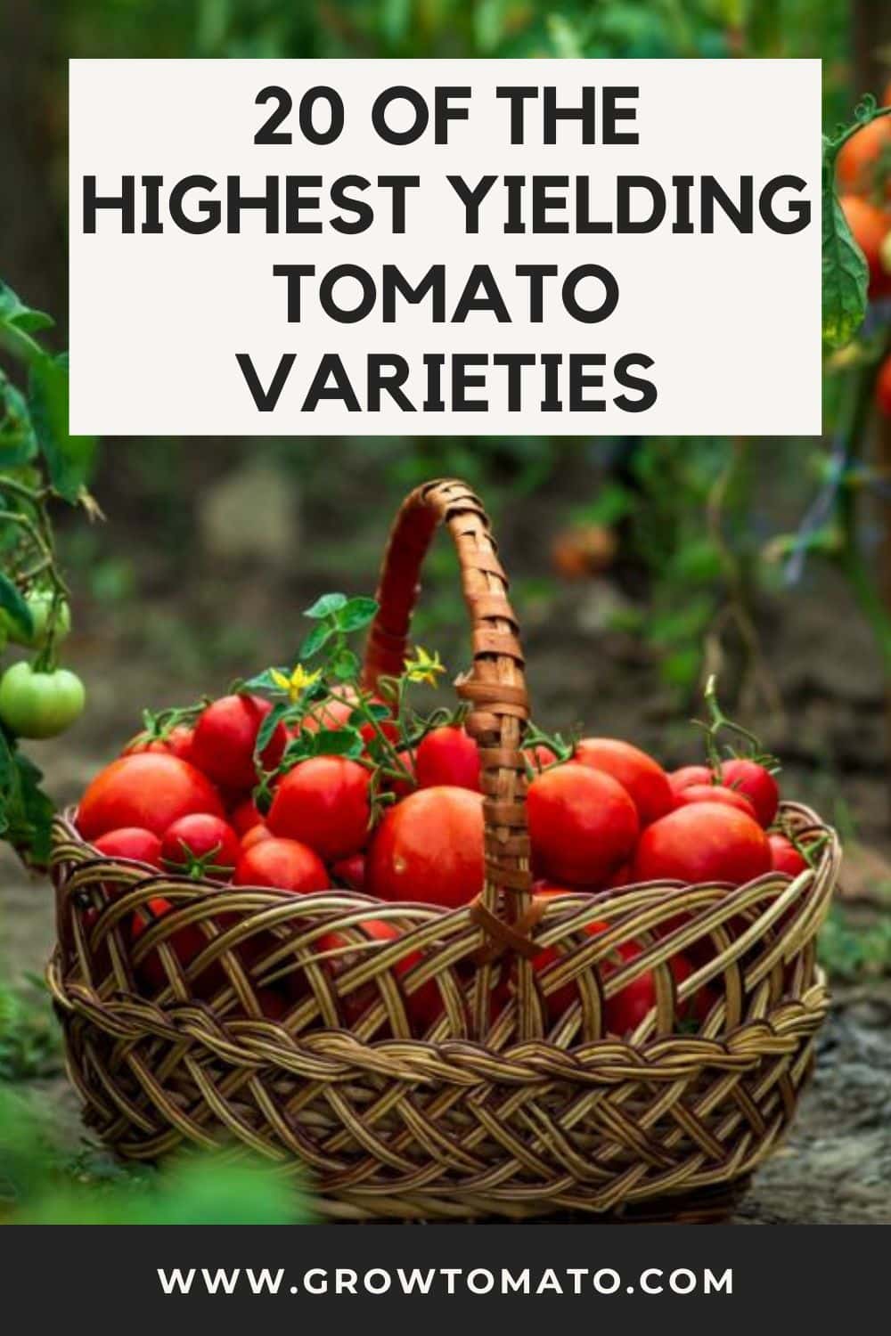 20 Of The Highest Yielding Tomato Varieties pinterest image.