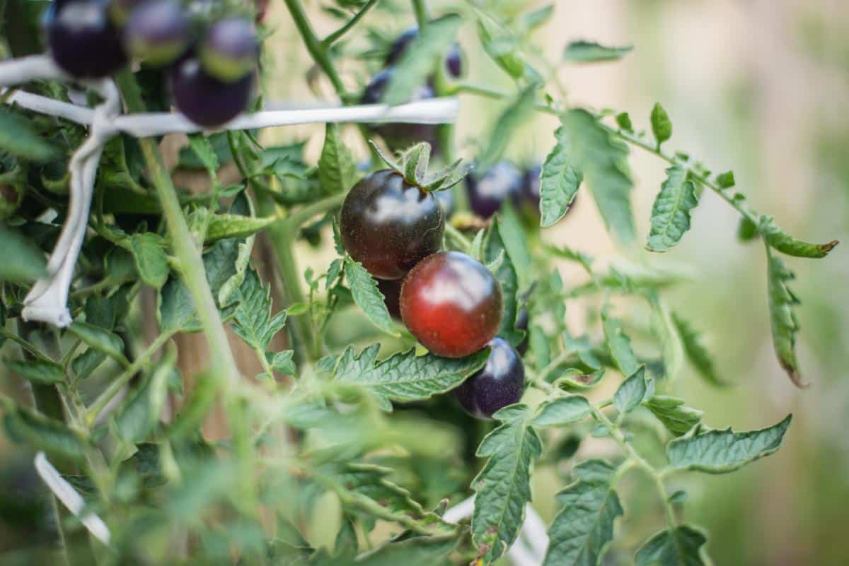 Black cherry tomatoes