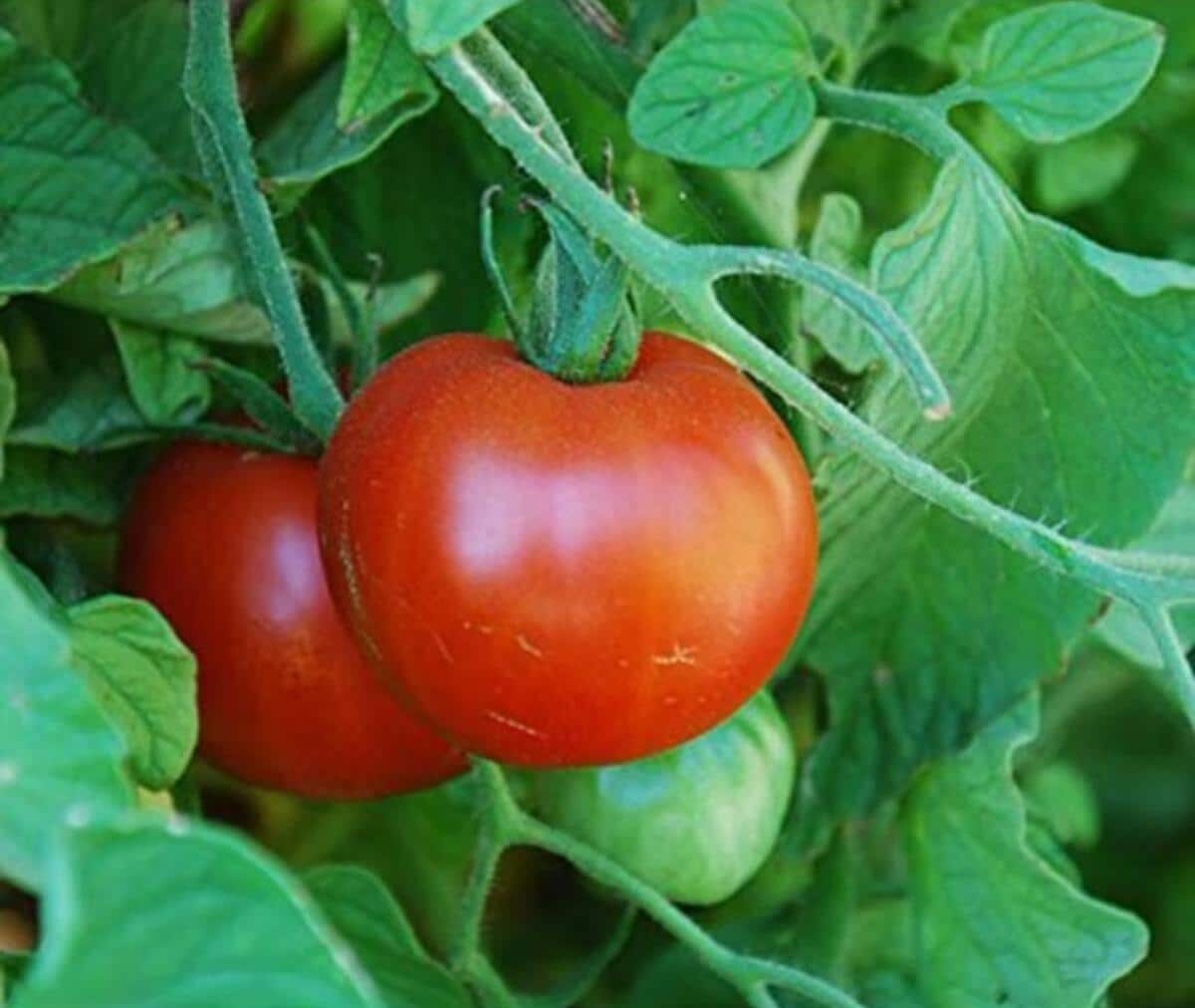 Sub Arctic tomato variety