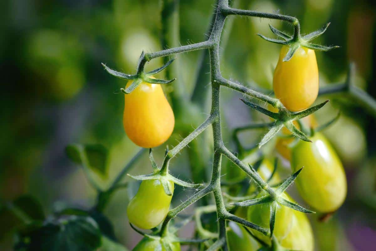 Yellow pear cherry tomatoes