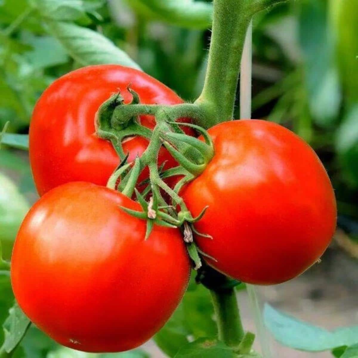 Bloody Butcher tomato variety