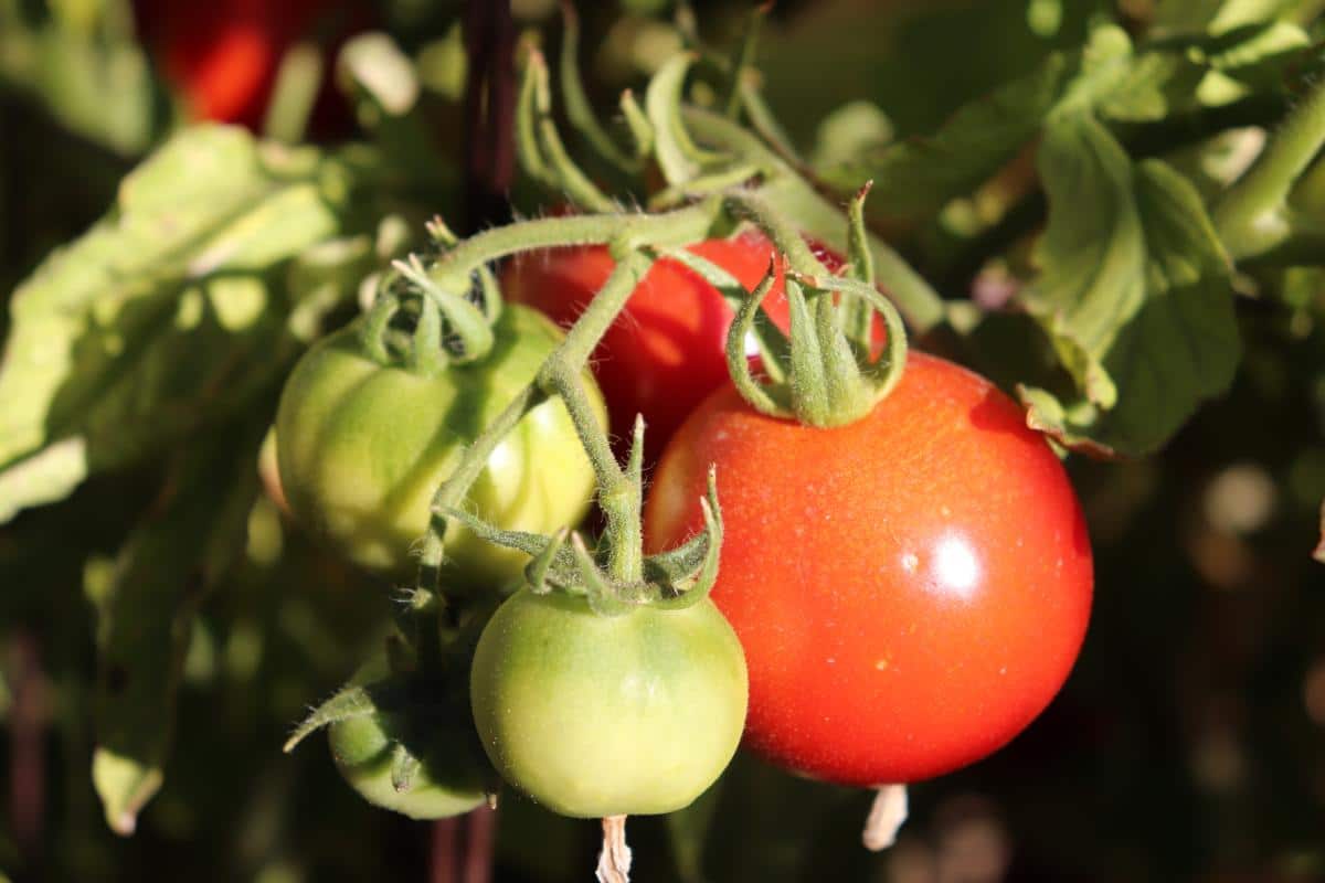 Early girl tomato variety