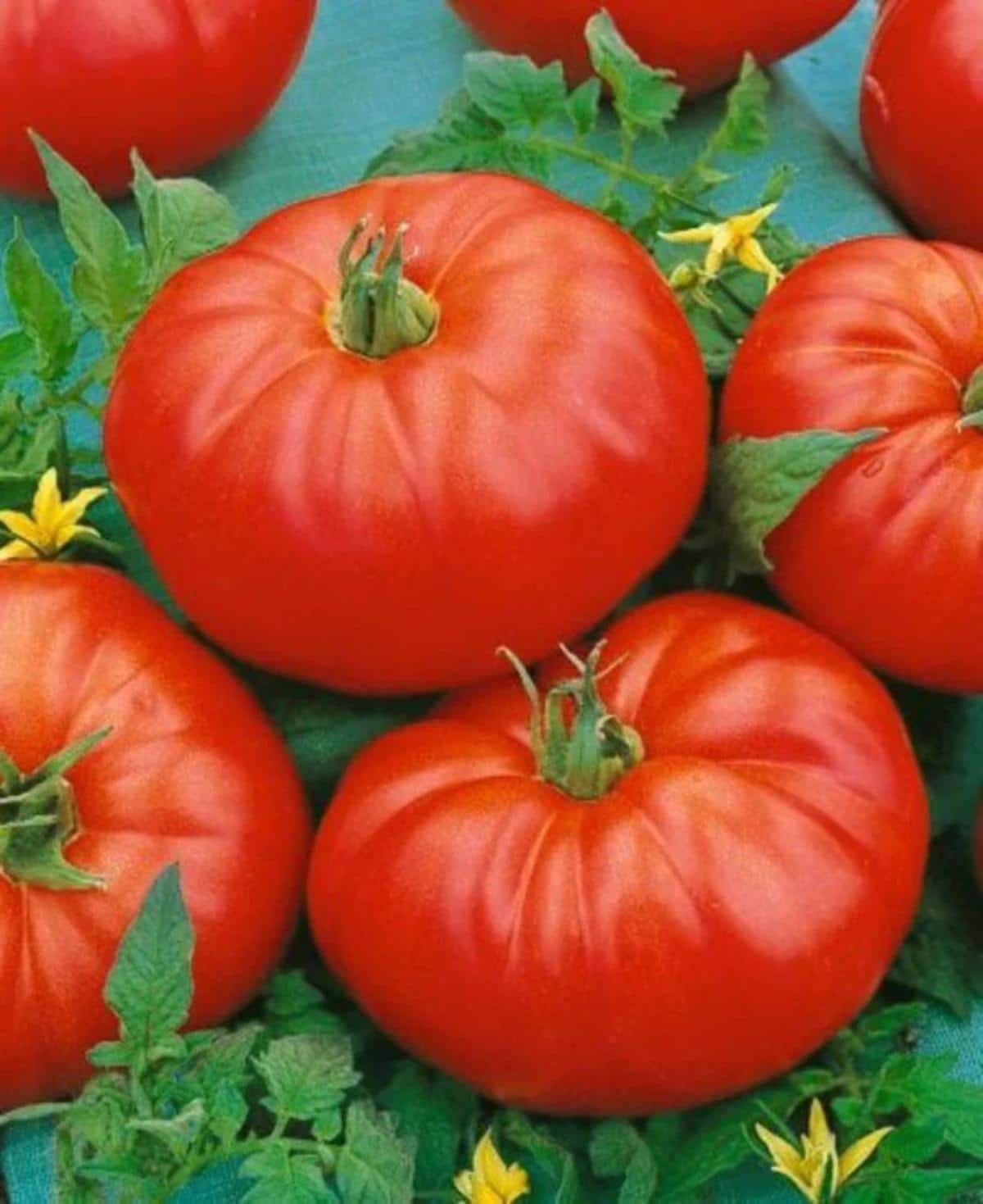 Beefmaster tomato variety