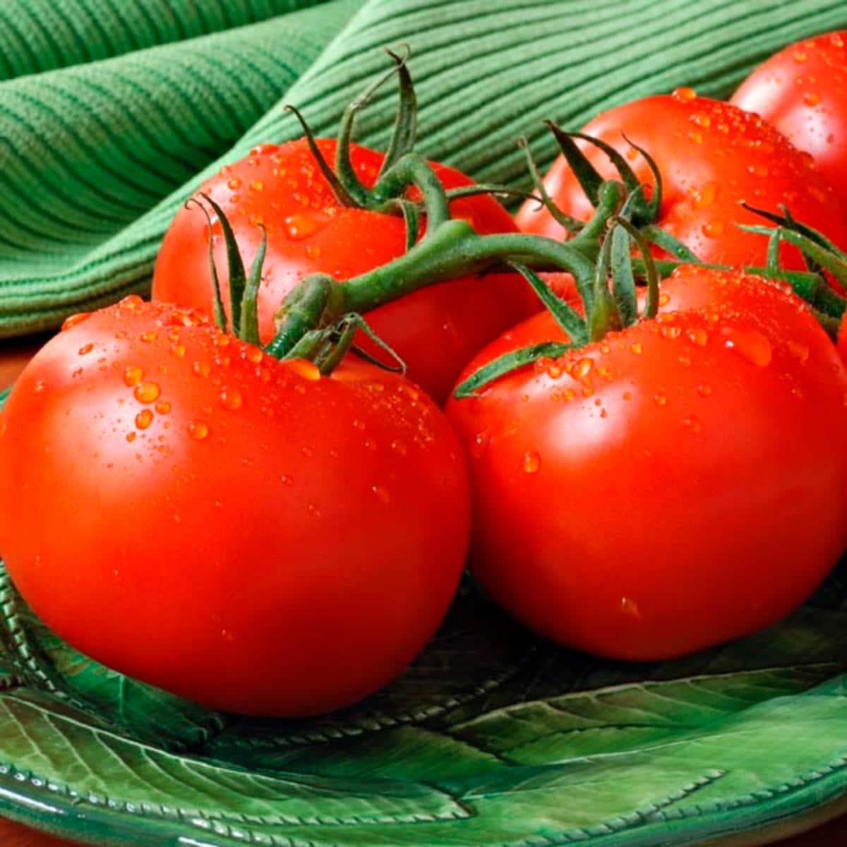 Bush Early Girl tomatoes