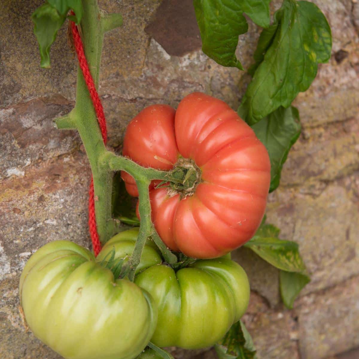 Mortgage lifter tomato variety