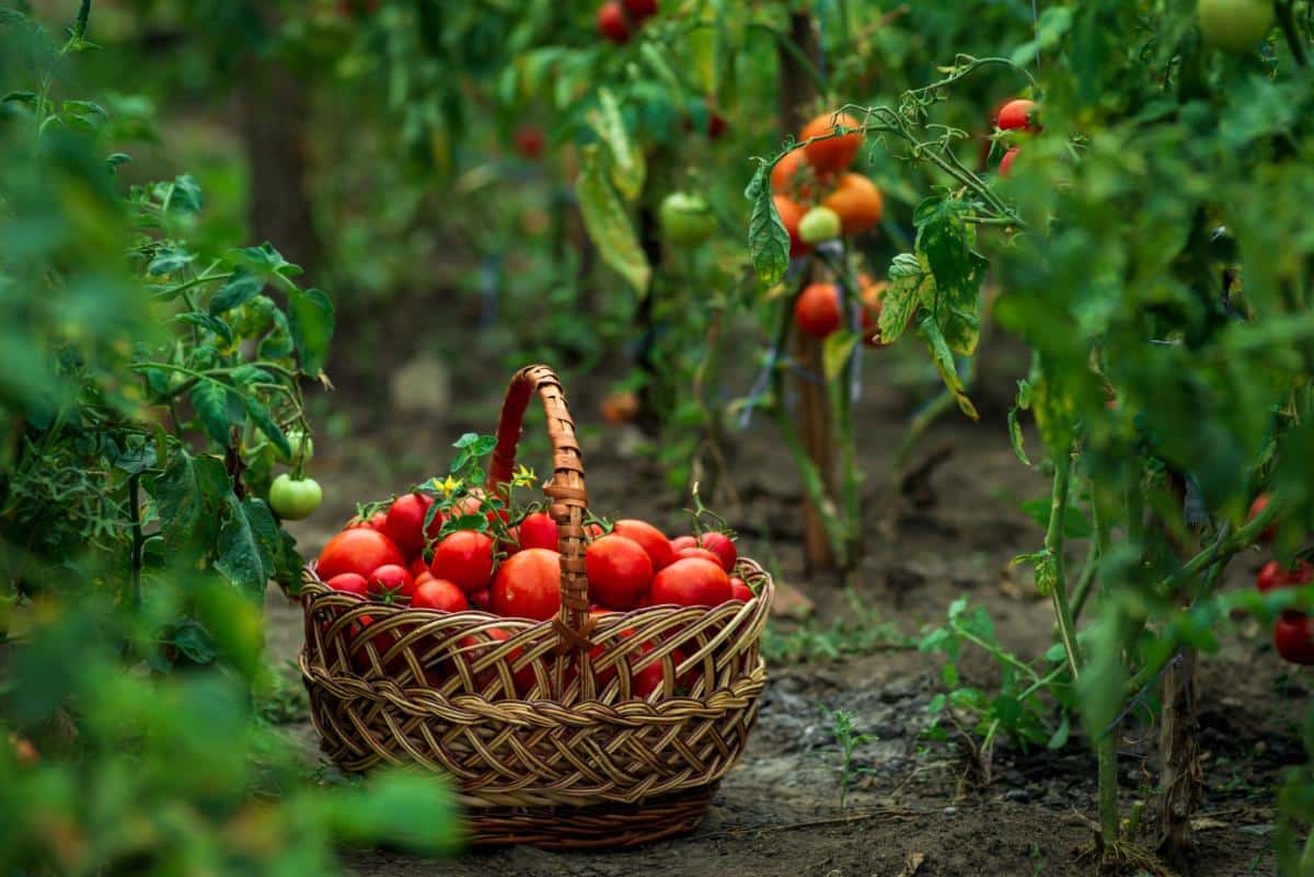 A basket full of red, ripe tomatoes in a garden