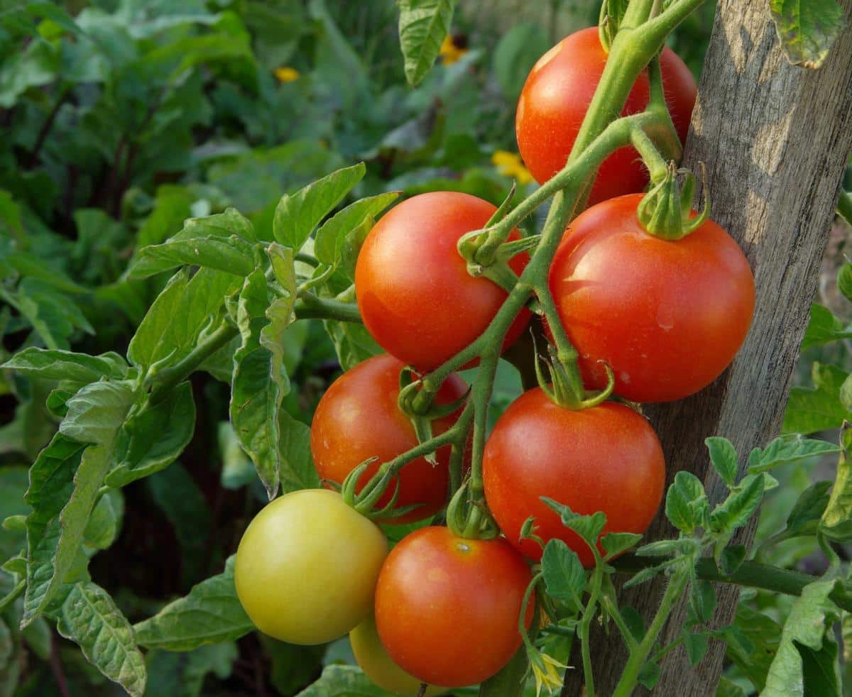 Fast ripening tomatoes on the vine