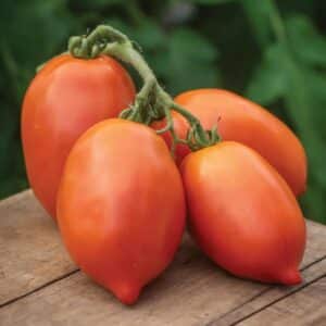 Ripe big mama tomatoes.