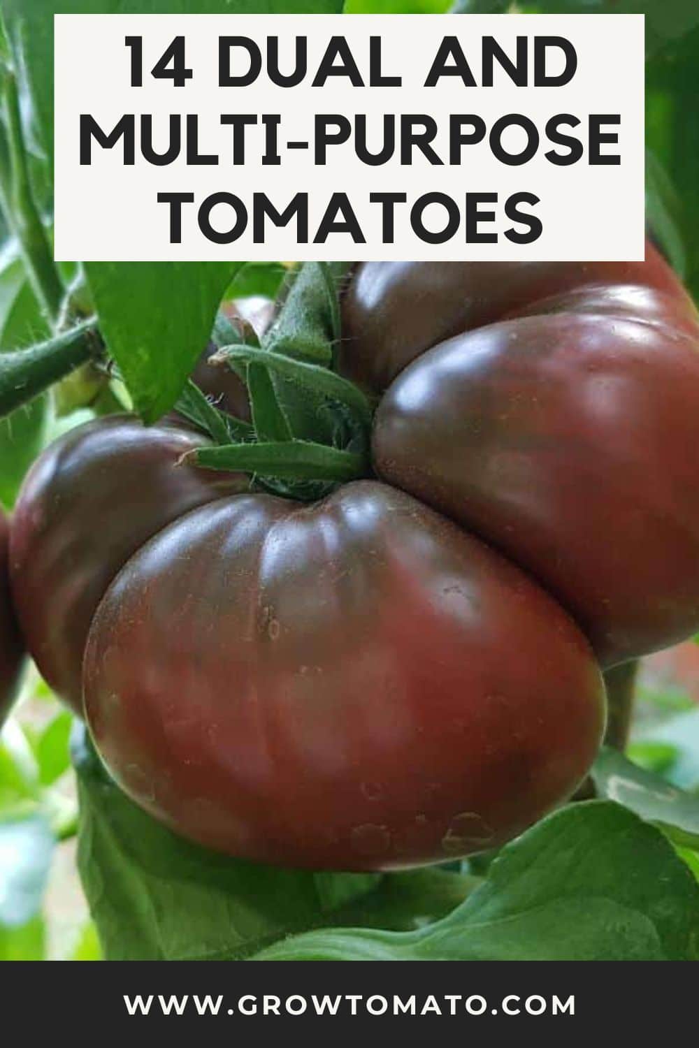 14 Dual and Multi-Purpose Tomatoes pinterest image.