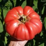 A giant ripe Big Zac tomato