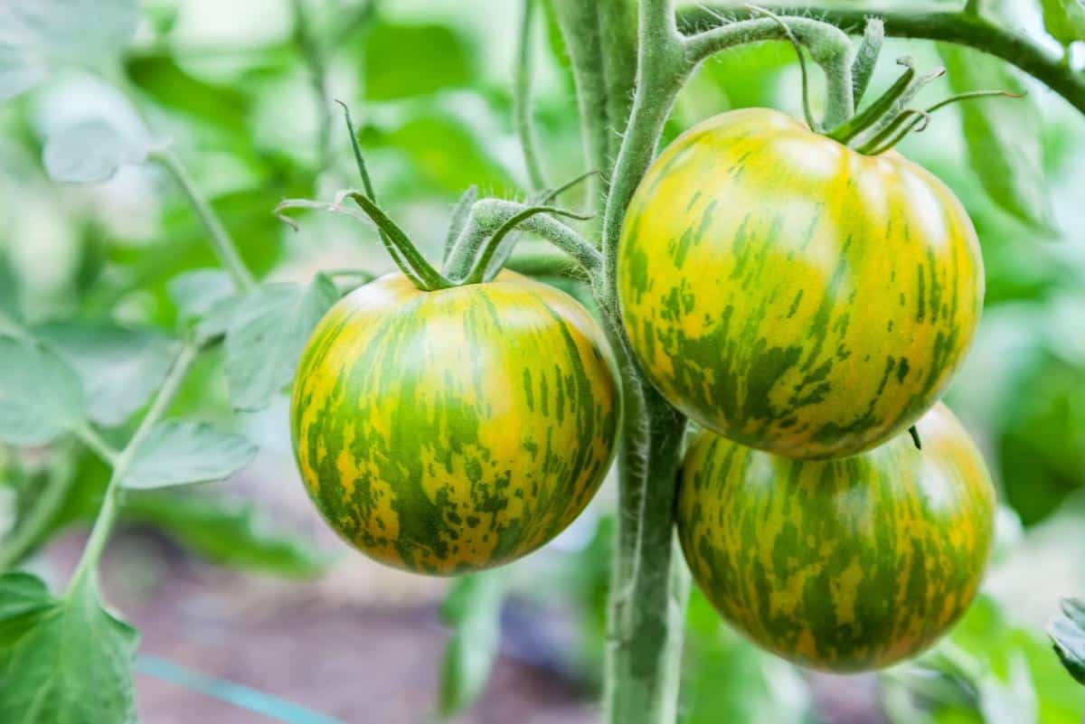 Green zebra tomato