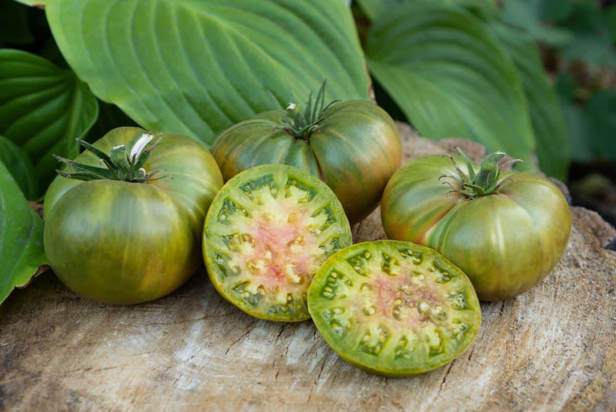 German Green Tomatoes