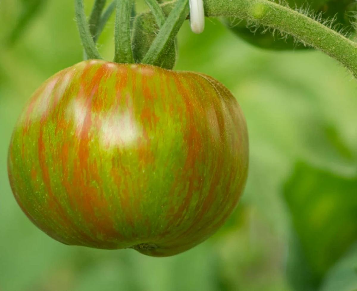 Berkeley Tie Dye green tomato