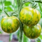 Ripe Green Zebra Tomatoes