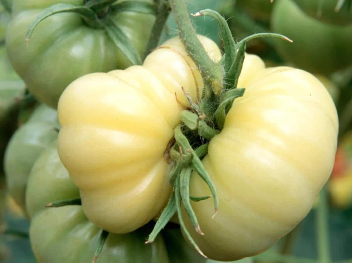 White Wonder Tomato