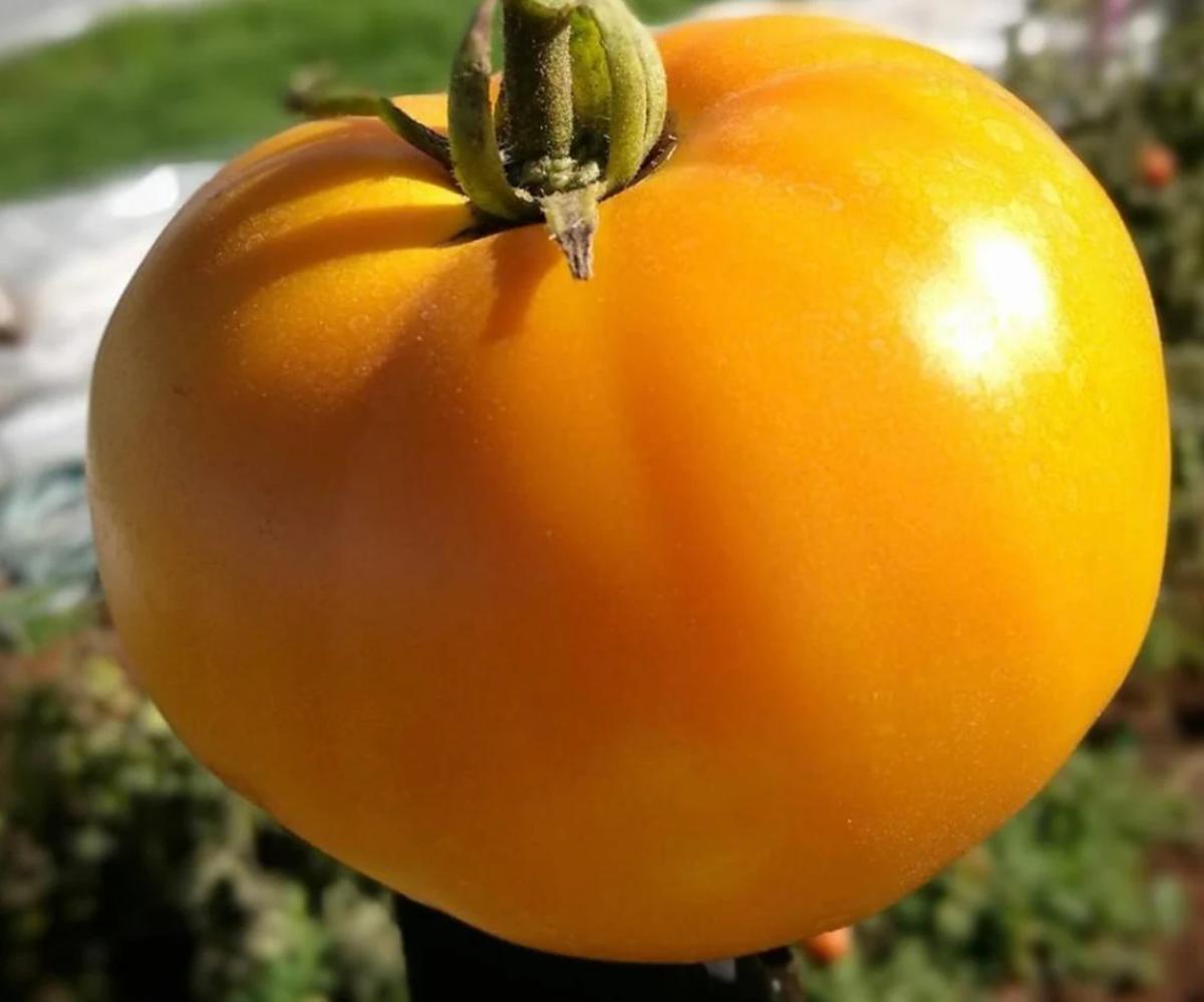 Nebraska Wedding Tomato