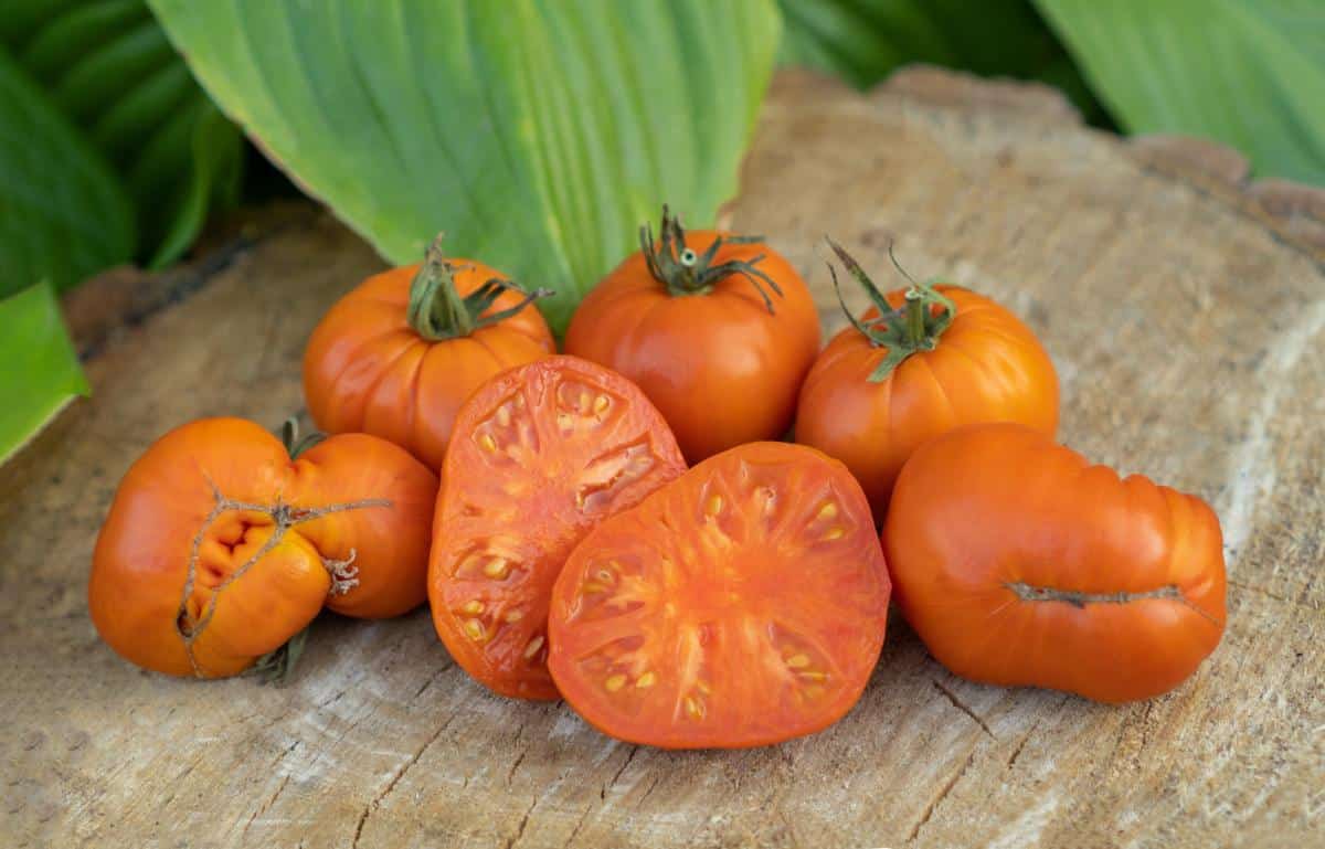 Orange Amana tomato