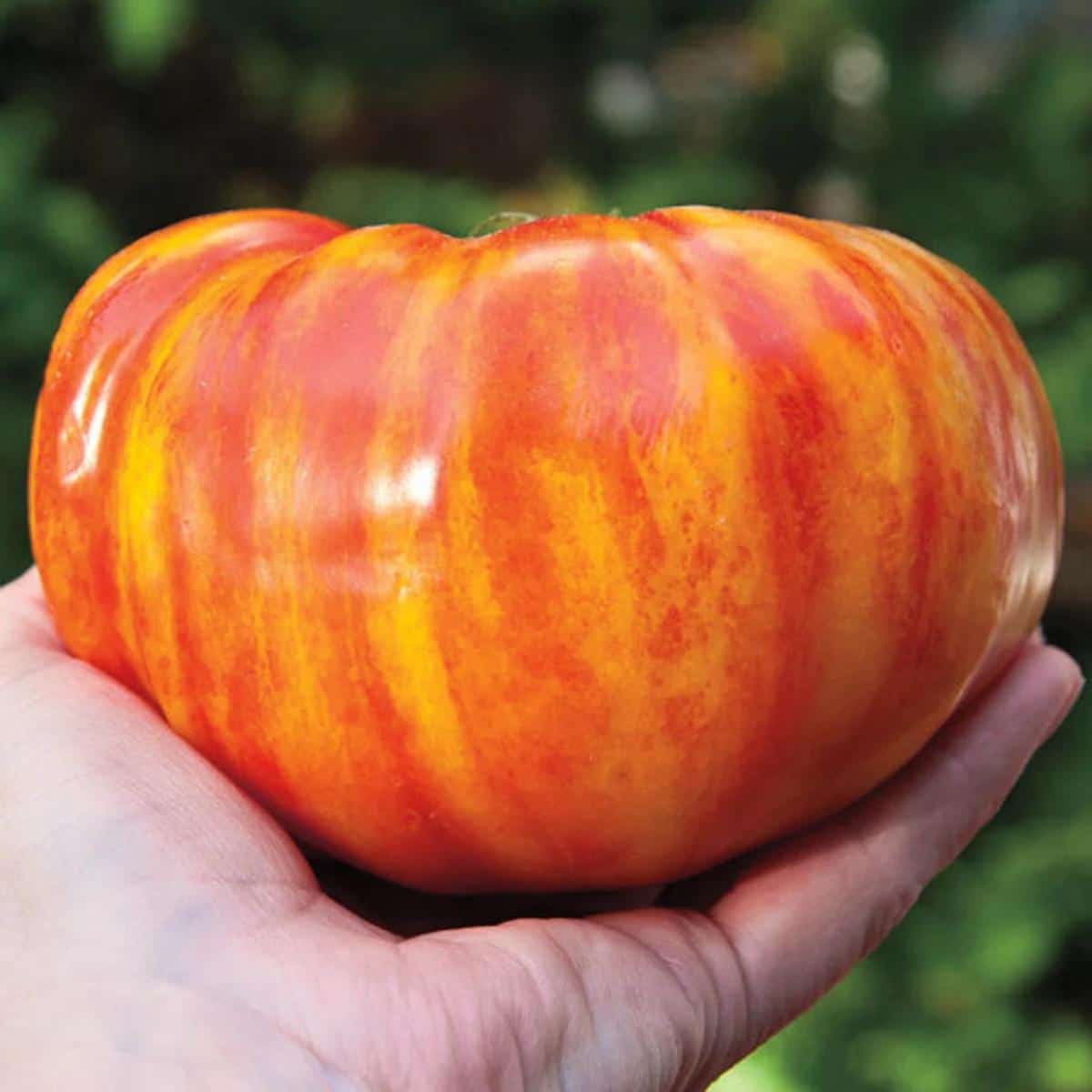 Big Rainbow tomato