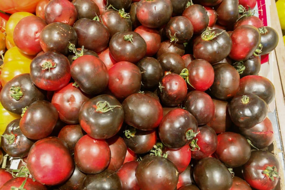 Cherokee Purple tomato