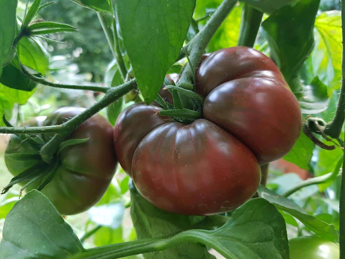 Black Krim tomato