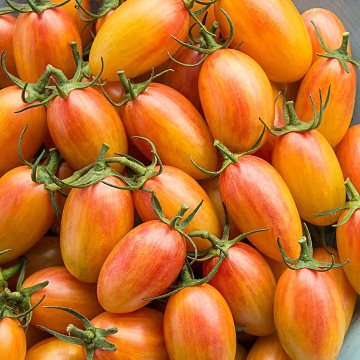 Blush tomato variety