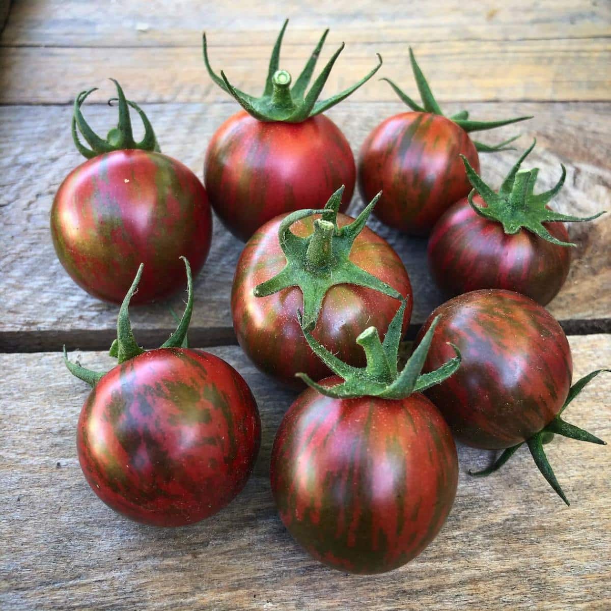 Bumblebee tomatoes