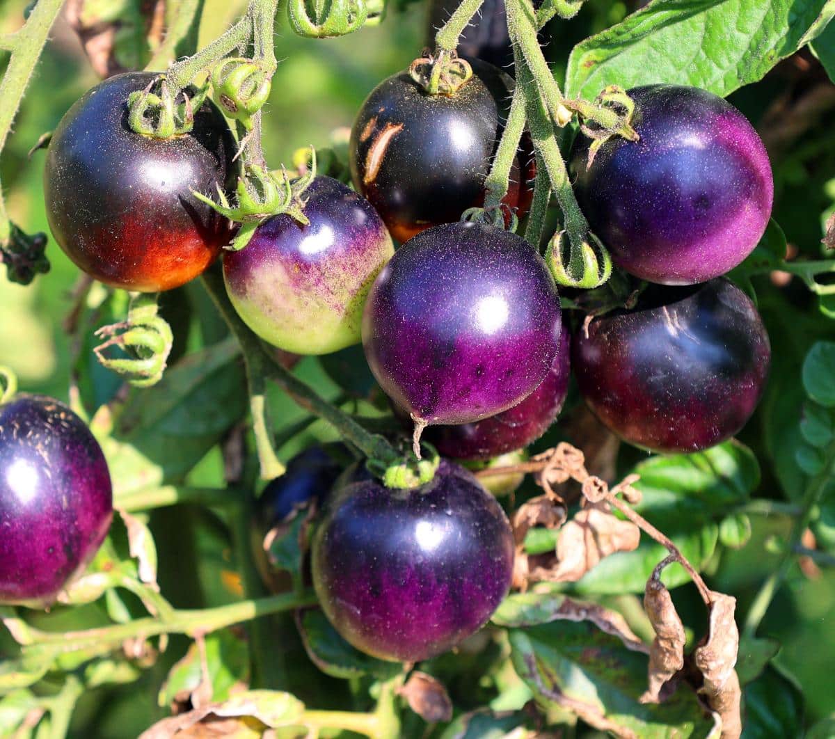 Atomic Grape tomato