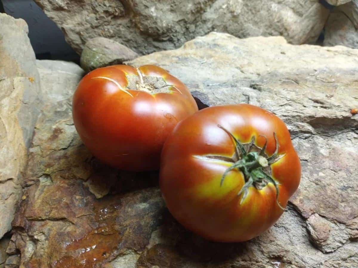 Black Angus tomato