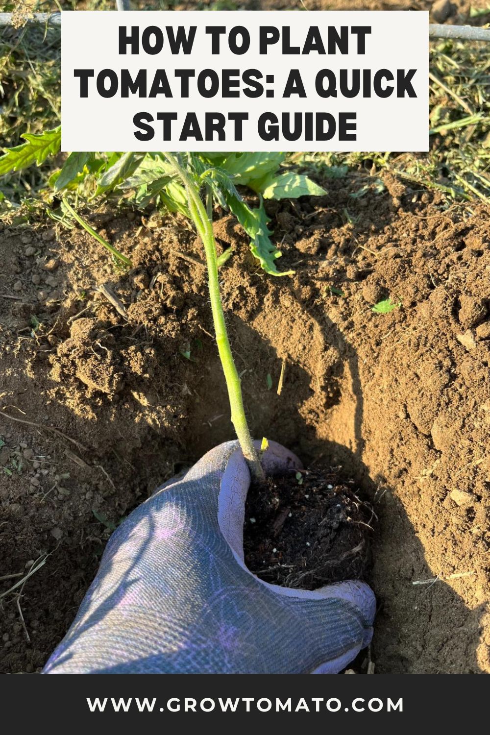 How To Plant Tomatoes: A Quick Start Guide pinterest image.