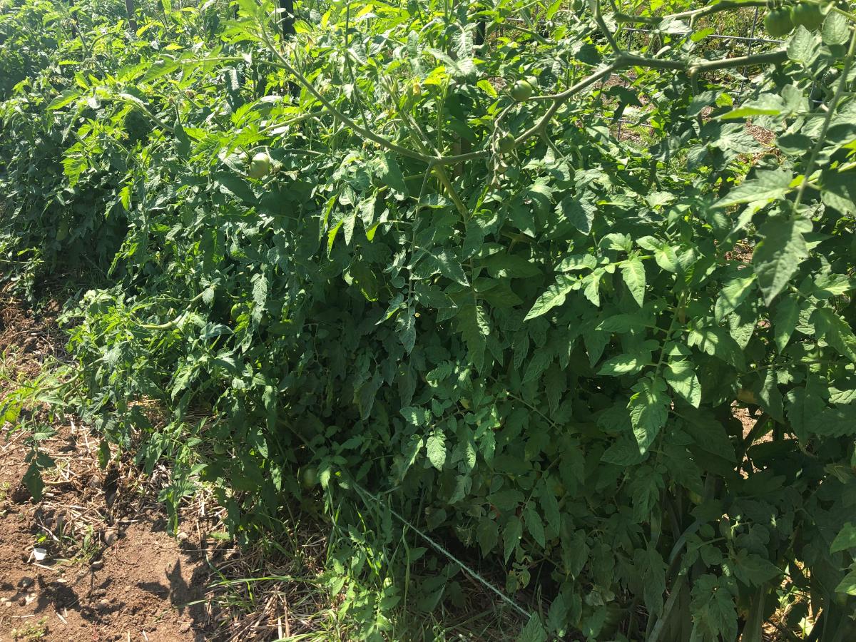Thriving tomato plants in a patch