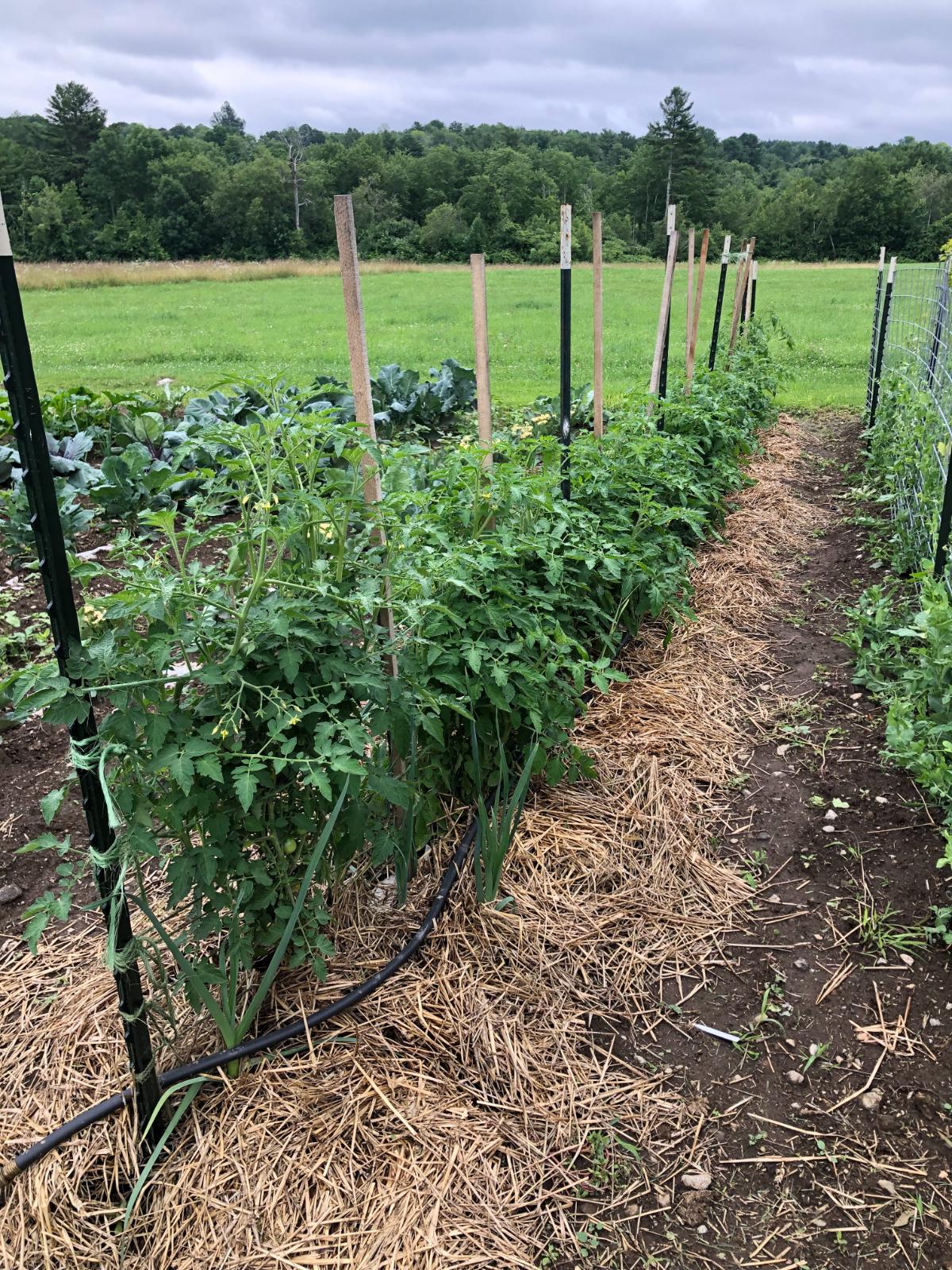 A tomato patch mulched with straw and with a soaker hose at plant bases