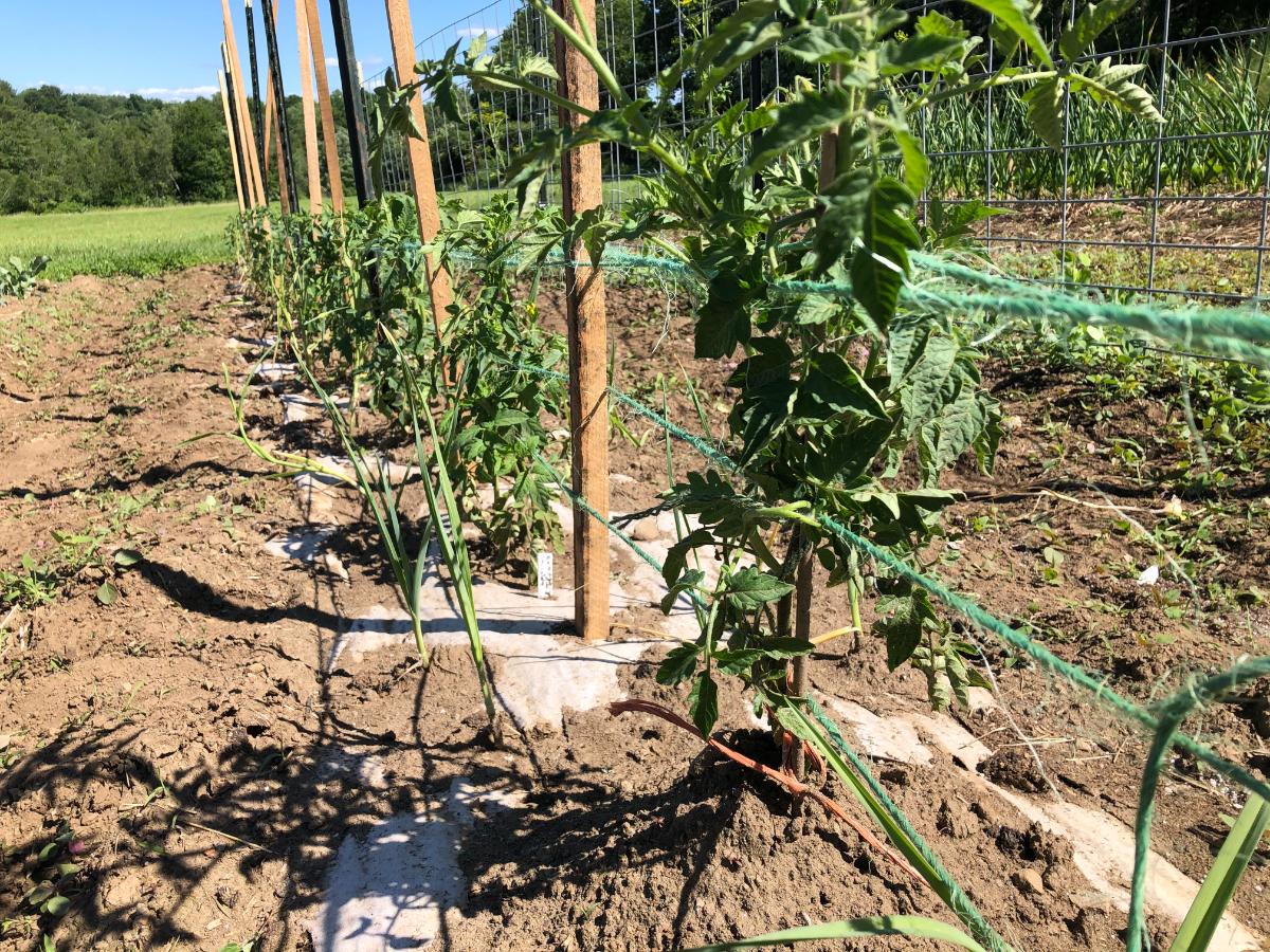 Tomato plants growing in a garden with Florida weave