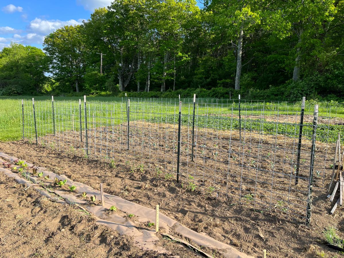 Cattle panels set up for tomato planting