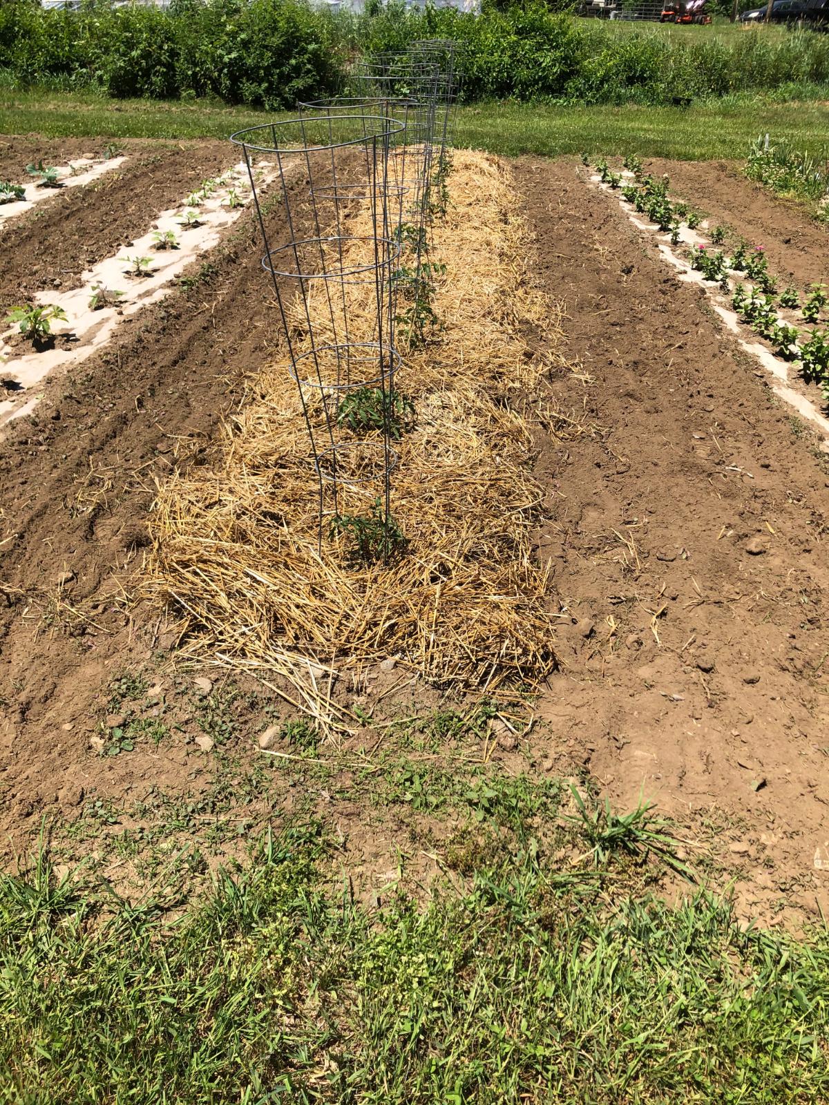 Tomatoes growing in tomato cages