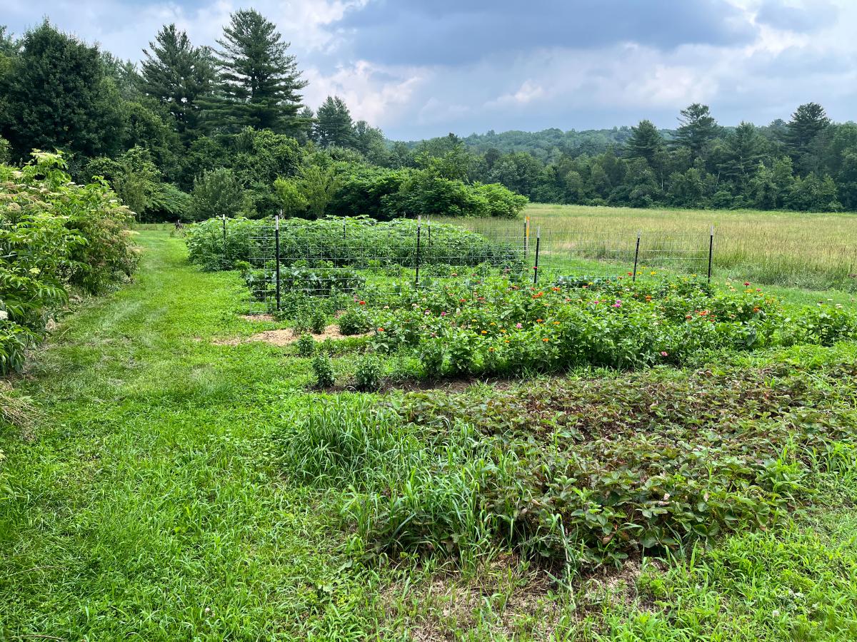 A nicely maintained home garden with tomato supports