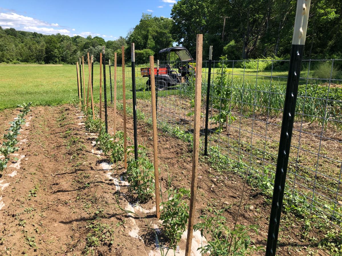 Tomato stakes in the home garden