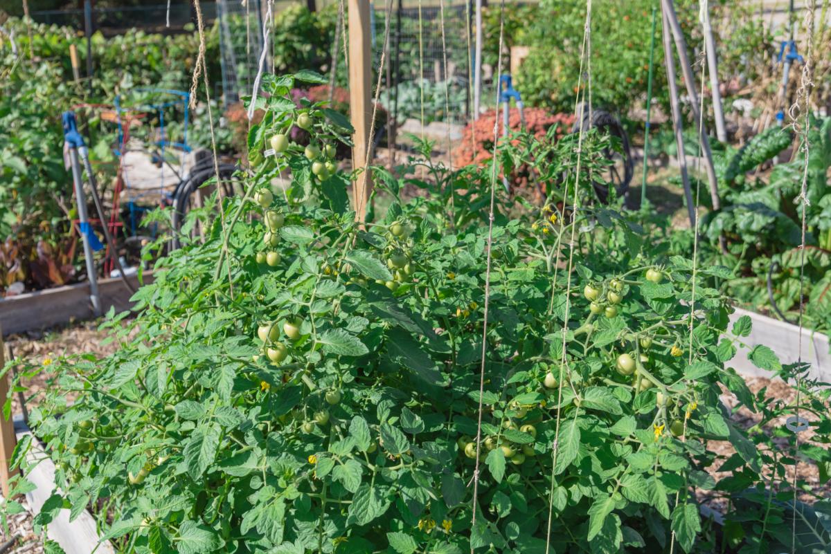 Twine support system for tomatoes