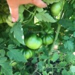 A tomato plant with green tomatoes.