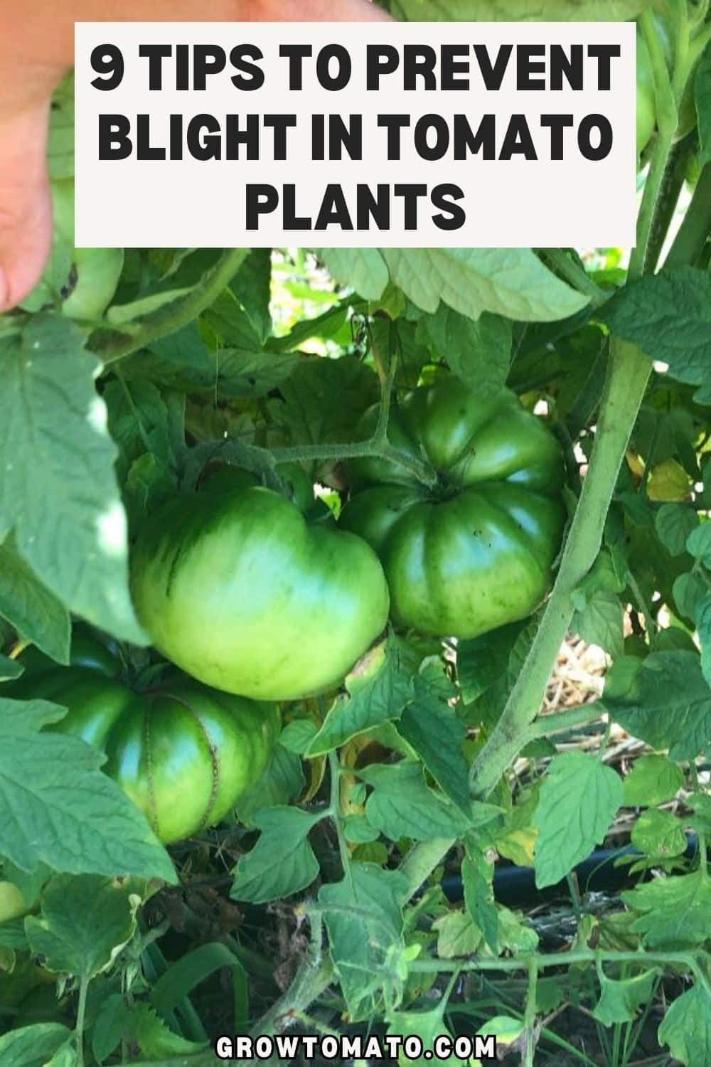 9 Tips To Prevent Blight in Tomato Plants pinterest image.