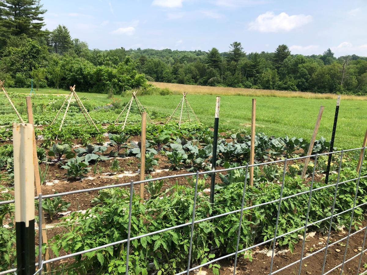 Tomato patch in summer